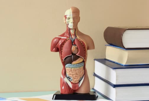 Libros de fisiología